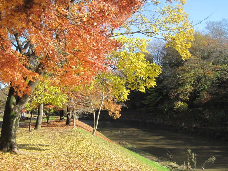 🌳 기요세 가나야마 녹지공원 이미지 1